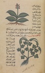 Arabic Scientific Manuscripts of the British Library