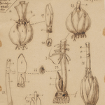 The Scientific Notebooks of French Lily Specialist Pierre Étienne Simon Duchartre