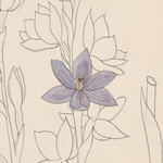  [Descriptions of orchid genera] [manuscript], 1880-1908. Manuscript 10